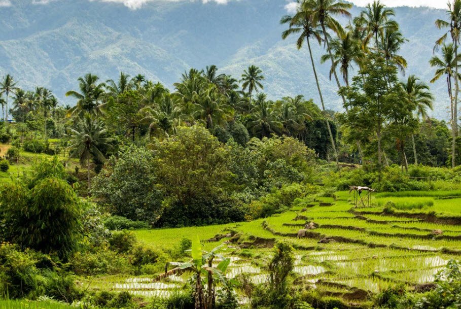 Sriwijaya Botanical Garden, Indonesia, Indonesia